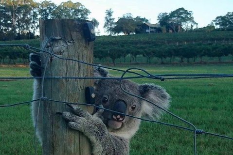 The Secret Vines Experience Port Macquarie - Book Restaurant 0