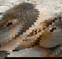 Kangaroo Island Scenic Trail Tour - Book Restaurant