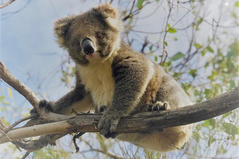 Kangaroo Island Scenic Trail Tour - Book Restaurant 2