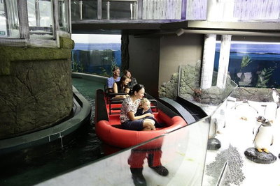 Sydney Attractions Pass SEA LIFE Aquarium Sydney Tower Eye WILD LIFE Zoo and Madame Tussauds