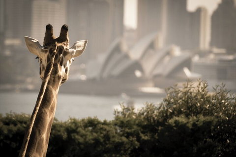 Sydney Harbour Hop On Hop Off Cruise With Taronga Zoo Entry - Book Restaurant 5