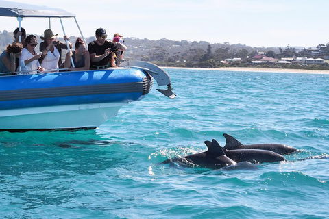 Seal Island Boat Tour From Victor Harbor - Book Restaurant 5