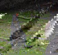 Full-Day Guided Bruny Island Tour from Hobart - Book Restaurant