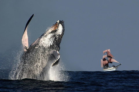 Sydney Harbour Tall Ship Whale & Sail - Whale Watching Cruise - Book Restaurant 0