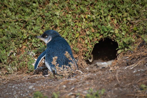 Small-Group Phillip Island Penguin Parade Day Tour From Melbourne - Book Restaurant 1