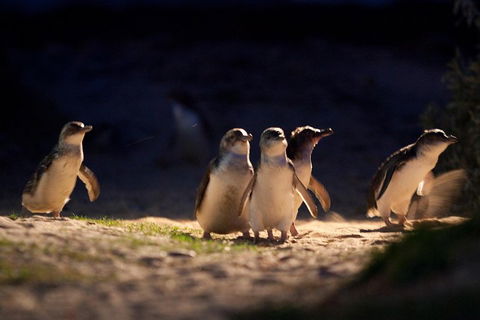 Small-Group Phillip Island Penguin Parade Day Tour From Melbourne - Book Restaurant 5