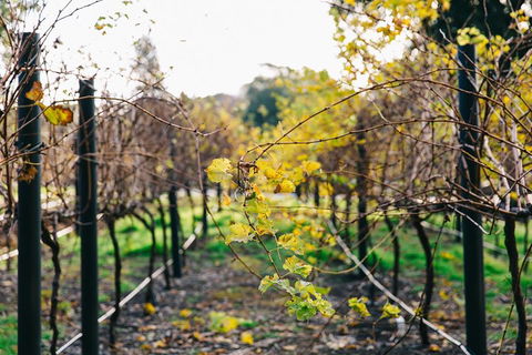 Australian Wine Discovery Tour Ticket - Book Restaurant 4