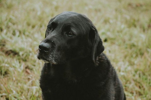 Daylesford Wine Tours: Wine, Cider, Gin, Vodka, Port, Food & Sights Tours! - Book Restaurant 4