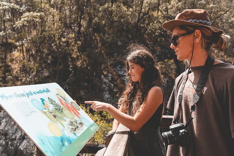 Springbrook AndTamborine Rainforest Tour Incl Natural Bridge And Glow Worm Cave - Book Restaurant 0