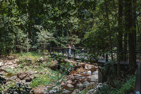 Springbrook AndTamborine Rainforest Tour Incl Natural Bridge And Glow Worm Cave - Book Restaurant 3