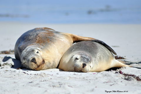 NEW TOUR - Kangaroo Island Road To Recovery Tour (1 Day/1 Night) - Book Restaurant 1