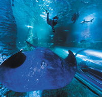 Snorkel with Sharks at AQWA - Book Restaurant