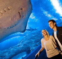 Dive with Sharks at AQWA - Book Restaurant