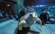 Dive With Sharks At AQWA - thumb 2