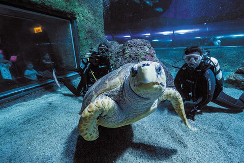 Dive With Sharks At AQWA - Book Restaurant 2