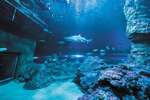 Dive With Sharks At AQWA - Book Restaurant 3