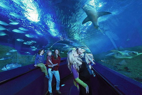 Dive With Sharks At AQWA - Book Restaurant 5