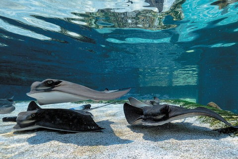 Lunch And General Admission Entry At AQWA - Book Restaurant 1