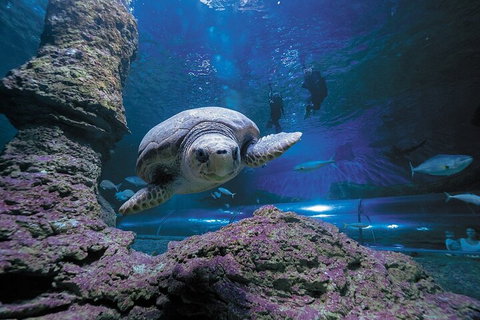 Lunch And General Admission Entry At AQWA - Book Restaurant 5