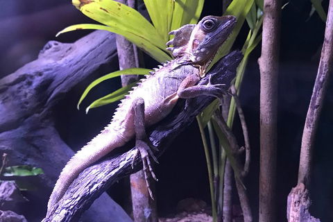 Cairns Aquarium Admission Ticket - Book Restaurant 0