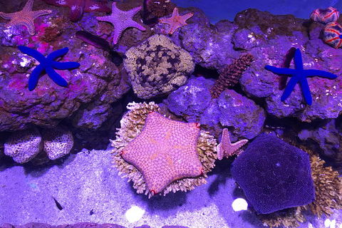 Cairns Aquarium Admission Ticket - Book Restaurant 5