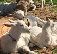 Mornington Peninsula Winery Tours with Cheese Chocolate Tastings from Melbourne - Book Restaurant