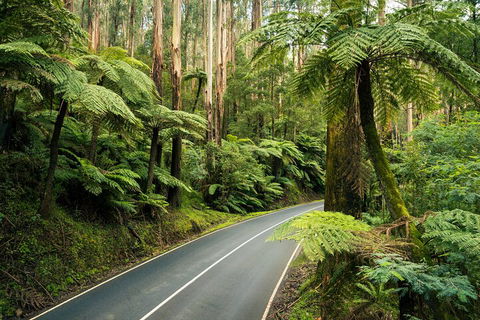 Melbourne Snow Trip To Lake Mountain With Chocolates Visit To A Waterfall - Book Restaurant 2