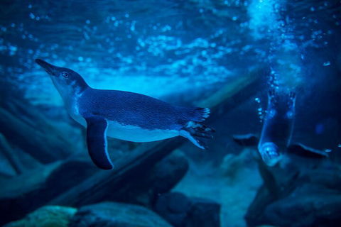 SEA LIFE Sunshine Coast Aquarium Entrance Ticket - Book Restaurant 1