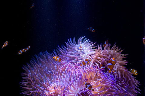 SEA LIFE Sunshine Coast Aquarium Entrance Ticket - Book Restaurant 4