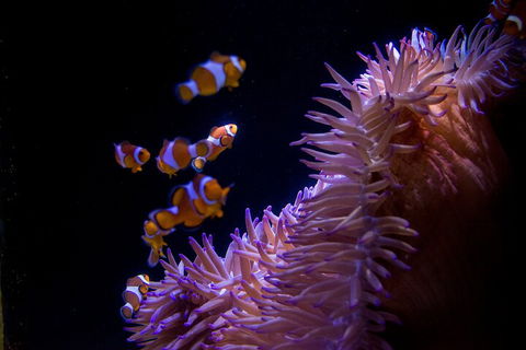 SEA LIFE Sunshine Coast Aquarium Entrance Ticket - Book Restaurant 5