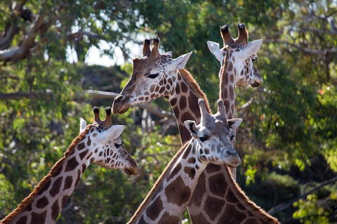 Werribee Open Range Zoo General Admission Ticket - Book Restaurant 0