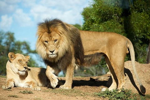 Werribee Open Range Zoo General Admission Ticket - Book Restaurant 1