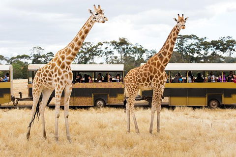 Werribee Open Range Zoo General Admission Ticket - Book Restaurant 2