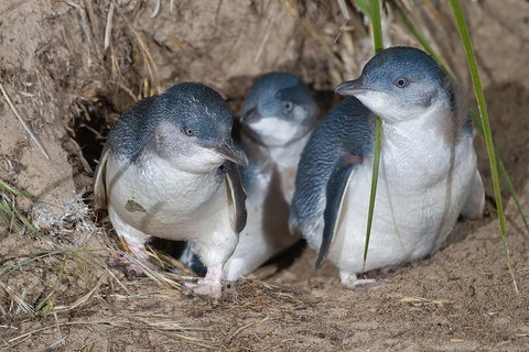 Great Ocean Road & Phillip Island - 3 Days, 2 Nights - Book Restaurant 2
