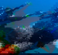 Scuba Dive the S.S. Yongala Wreck on the Great Barrier Reef. - Book Restaurant