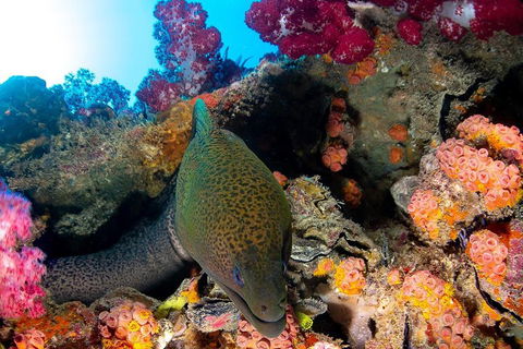 Scuba Dive The S.S. Yongala Wreck On The Great Barrier Reef. - Book Restaurant 1
